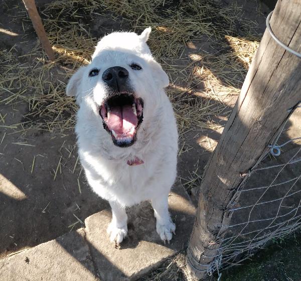 PERLA Foto 5
